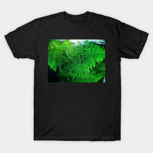 The fern outside my door T-Shirt